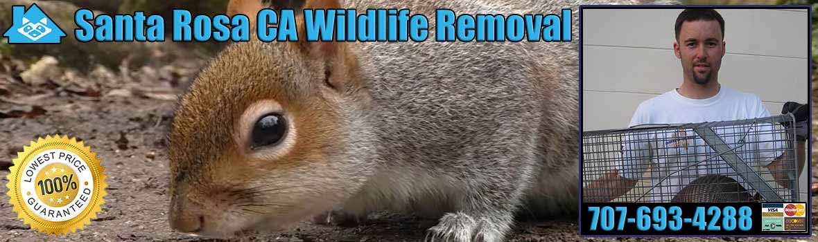 Santa Rosa Wildlife and Animal Removal